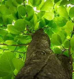 Vrt arboretum slovenija