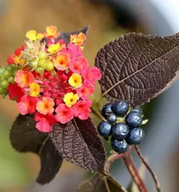 Vrt arboretum slovenija