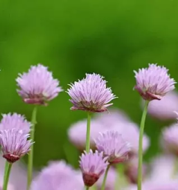 Vrt arboretum slovenija
