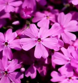 Vrt arboretum slovenija