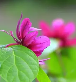 Vrt arboretum slovenija