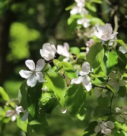 Vrt arboretum slovenija