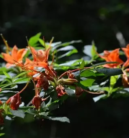 Vrt arboretum slovenija
