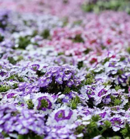 Vrt arboretum slovenija