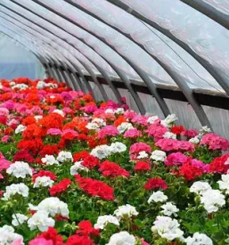 Najboljša vrtnarija v Celju