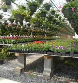 Dobra vrtnarija v okolici Celja