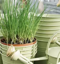 Poceni vrtnarija Celje