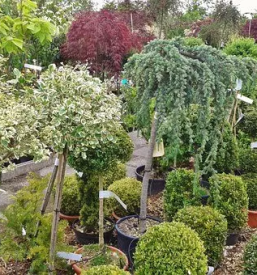 Ugodna vrtnarija Celje