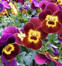 Dobra vrtnarija Celje