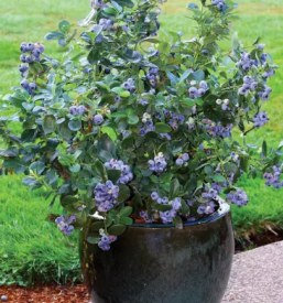 Vrtnarija celje okolica