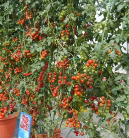 Vrtnarija celje okolica