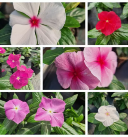 Poceni vrtnarske storitve Obala