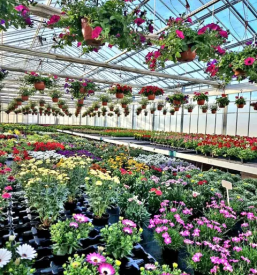 Dobra vrtnarija Sečovlje