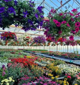 Cenovno ugodna vrtnarija Sečovlje