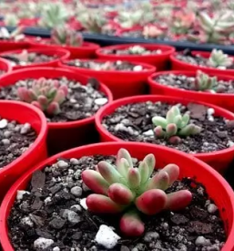 Vrtnarija zalec savinjska