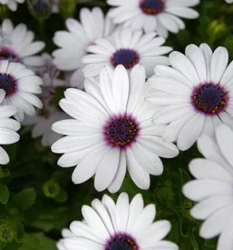 Vrtnarija zalec savinjska