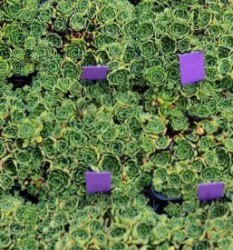 Vrtnarija zalec savinjska