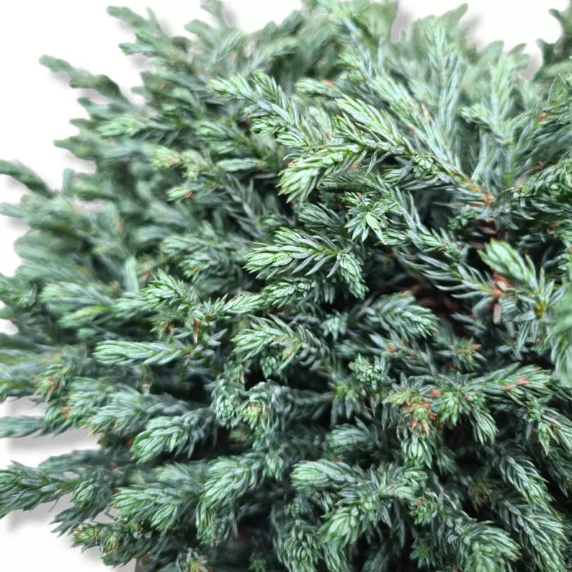 Vrtnarski center Novo mesto, Dolenjska