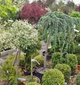 Vrtnarstvo in cvetlicarstvo slovenske konjice