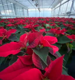 Vrtni center Koroška, Slovenija