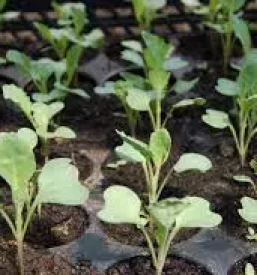 Vrtni center na gorenjskem