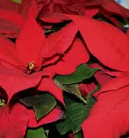 Vrtni center na gorenjskem