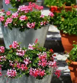 Vrtni center na gorenjskem