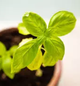 Vrtni center na gorenjskem