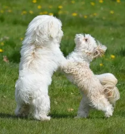 Vzgoja in prevzgoja psov maribor