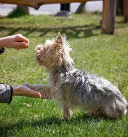 Vzgoja in prevzgoja psov maribor