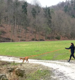 Vzgoja in solanje psov stajerska osrednja slovenija
