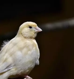 Vzreja kanarckov savinjska