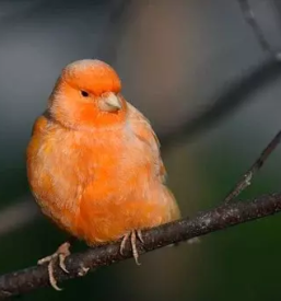 Vzreja kanarckov savinjska