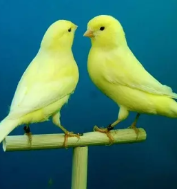 Vzreja kanarckov savinjska