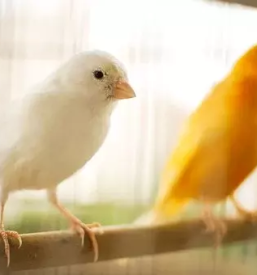 Vzreja kanarckov savinjska