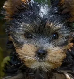 Vzreja yorkshire terrierjev in maltezanov savinjska