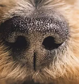 Vzreja yorkshire terrierjev in maltezanov savinjska