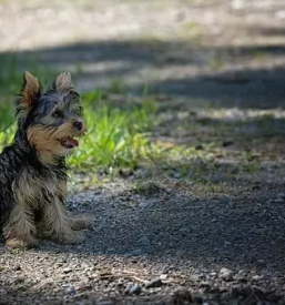 Vzreja yorkshire terrierjev in maltezanov savinjska