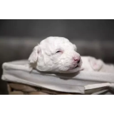 Vzreja psov, Renata Sajovec s.p