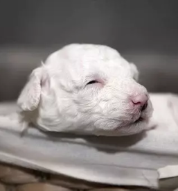 Vzreja yorkshire terrierjev in maltezanov savinjska