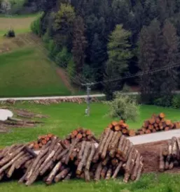 Zaganje lesa savinjska