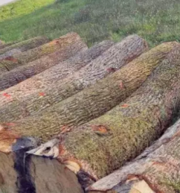 Zaganje lesa savinjska