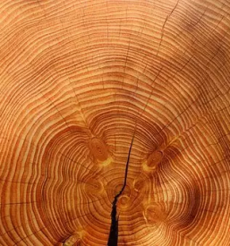 Žaganje lesa