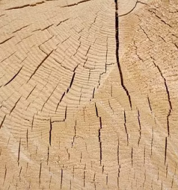 Zagarstvo ribnica na dolenjskem