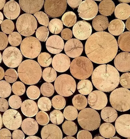 Zagarstvo ribnica na dolenjskem