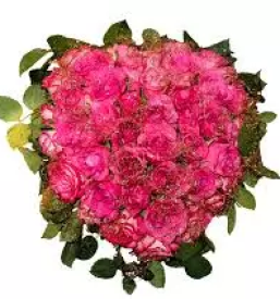 Zalni aranzmaji nova gorica