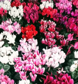 Zalno cvetje ljubljana okolica