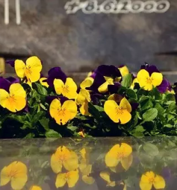 Zalno cvetje ptuj podravska