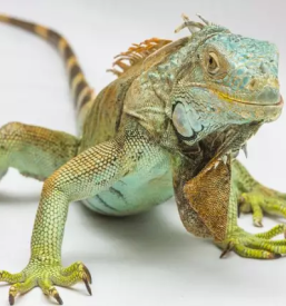 Zamrznjene misi slovenija