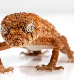 Zamrznjene misi slovenija